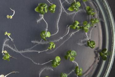 Arabidopsis in a growth plate